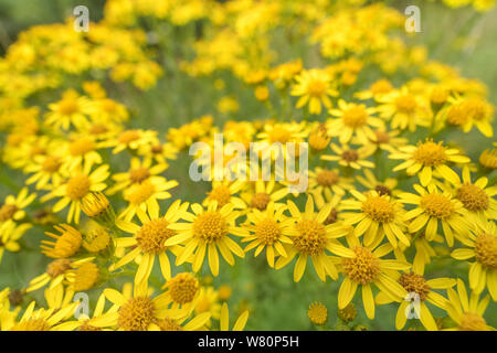 Corps de fleurs jaunes de Séneçon commun / Jacobaea vulgaris syn Senecio jacobaea des astéracées. Une des mauvaises herbes Les mauvaises herbes agricoles préjudiciables en vertu de la Loi sur Banque D'Images