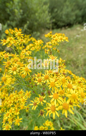 Corps de fleurs jaunes de Séneçon commun / Jacobaea vulgaris syn Senecio jacobaea des astéracées. Une des mauvaises herbes Les mauvaises herbes agricoles préjudiciables en vertu de la Loi sur Banque D'Images