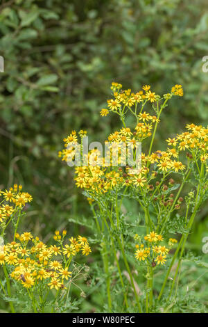 Corps de fleurs jaunes de Séneçon commun / Jacobaea vulgaris syn Senecio jacobaea des astéracées. Une des mauvaises herbes Les mauvaises herbes agricoles préjudiciables en vertu de la Loi sur Banque D'Images