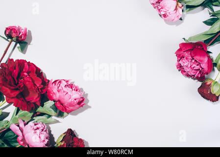 Les Pivoines rose et les feuilles avec disque ombre sur fond pastel, copiez l'espace. Modèle très tendance de l'été, concept. Vue d'en haut Banque D'Images