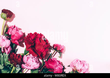 Les Pivoines rose et les feuilles avec disque ombre sur fond pastel, copiez l'espace. Modèle très tendance de l'été, concept. Vue d'en haut Banque D'Images