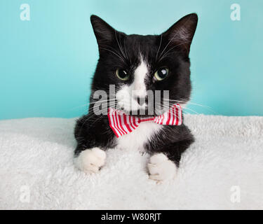 Chat Domestique Bleu Avec Une Cravate Rouge Photo Stock Alamy