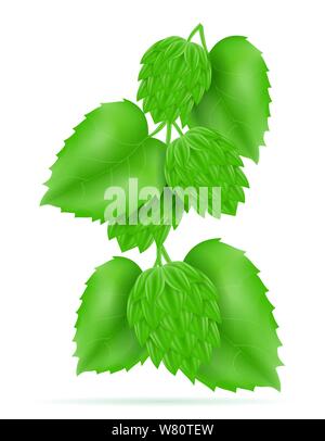 Le houblon et la bière verte mûre ingrédients préparation vector illustration isolé sur fond blanc Illustration de Vecteur