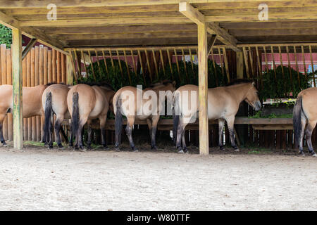 Chevaux de Przewalski à partir des mangeoires dans un zoo. Banque D'Images