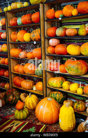 Citrouilles jaune sur l'automne. Banque D'Images