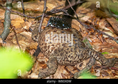 Viper Black Snake eating big frog. Black Snake avale sa proie. Banque D'Images