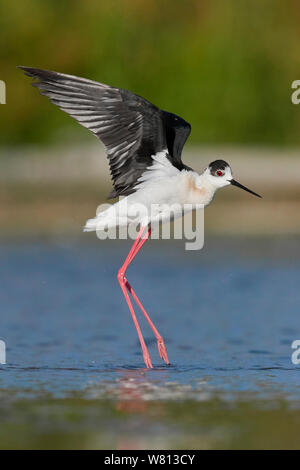Black-winged Stilt (Himantopus himantopus), vue latérale d'un adulte en vol Banque D'Images