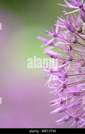 Macro image d'un Allium purple sensation Banque D'Images