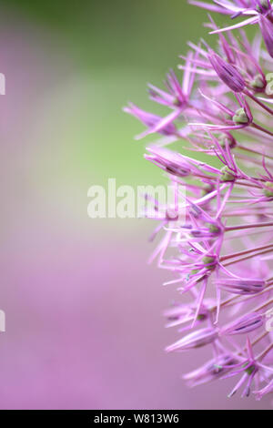 L'ail cultivé (Allium gracieux) (Allium purple sensation) Banque D'Images