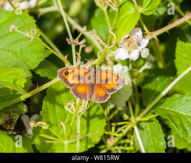 Papillon Gatekeeper tithonia Pyronia au soleil dans la campagne anglaise Banque D'Images