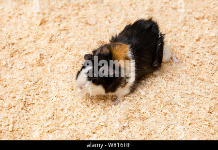 Intérieur multicolore cobaye (Cavia porcellus), également connu sous le nom de Cavia domestique ou de la sciure de bois isolé Cavia. Abysinian style. Banque D'Images