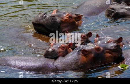 Belle photo de hippos nageant dans l'eau sur un jour ensoleillé Banque D'Images
