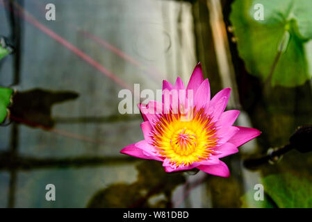 Dynamique de couleur rose et violet fleurs de lotus sur la croissance de l'étang sombre. Belle seul nénuphar sur fond flou de feuilles flottent sur l'eau. Banque D'Images
