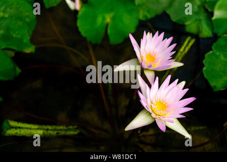 Dynamique coloré soft white rose et violet fleurs de Lotus ou nénuphar sur l'étang sombre de croissance. Banque D'Images