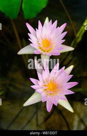Dynamique coloré soft white rose et violet fleurs de Lotus ou nénuphar sur l'étang sombre de croissance. Banque D'Images