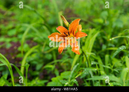 Journée orange-lily fleur dans la chute pendant la pluie sur un arrière-plan flou Banque D'Images