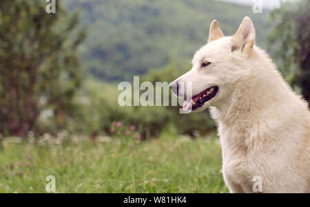 Laika de Sibérie vue côté chien dans la nature plein air Banque D'Images