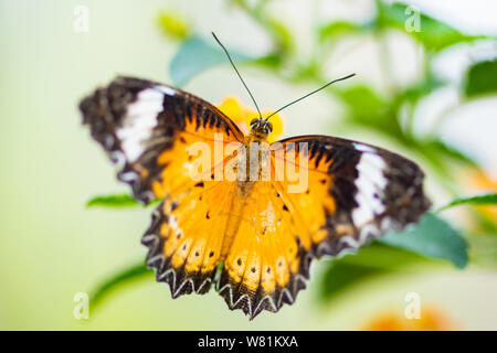 Cethosia hypsea chrysope malais, seul papillon Close-up Banque D'Images