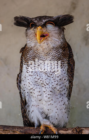 Eagle-prescription d'Amérique, Bubo sumatranus avec un oeil partiellement fermé Banque D'Images