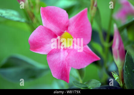 Magnenta Dipladenia fleurs et bourgeons dans jardin Banque D'Images