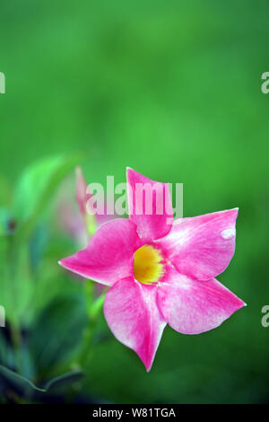 Magnenta Dipladenia fleurs et bourgeons dans jardin Banque D'Images