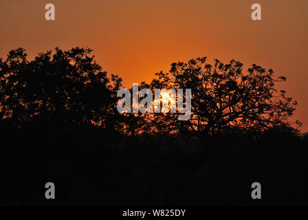 Séquence d'images d'un coucher de soleil depuis le même point de vue à Kapama, Afrique du Sud Banque D'Images