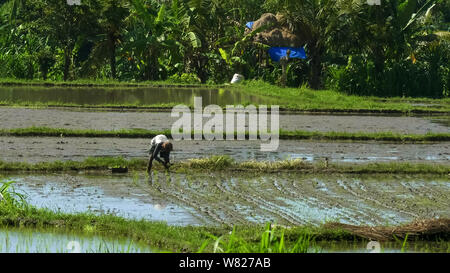 La plantation d'un agriculteur des plants de riz sur Bali Banque D'Images