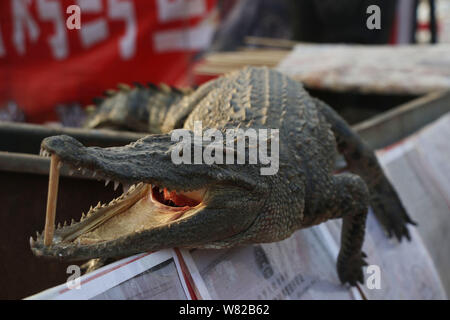 Un crocodile est exposée au food vente de viande de crocodile grillé lors d'une foire du temple au cours de la Nouvelle Année lunaire chinoise, également connu sous le nom de Spring Fe Banque D'Images