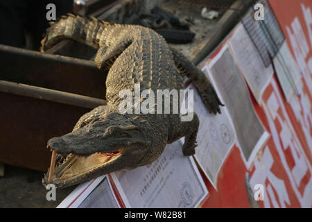 Un crocodile est exposée au food vente de viande de crocodile grillé lors d'une foire du temple au cours de la Nouvelle Année lunaire chinoise, également connu sous le nom de Spring Fe Banque D'Images