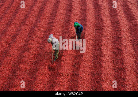 --FILE--travailleurs chinois piments râteau d'être séchées au soleil sur un terrain au village Liucun, Neihuang county, ville d'Anyang, province du Henan en Chine centrale, Banque D'Images