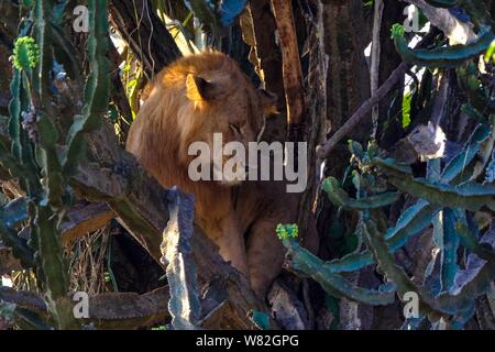 Lion assis au milieu des arbres près des cactus Banque D'Images