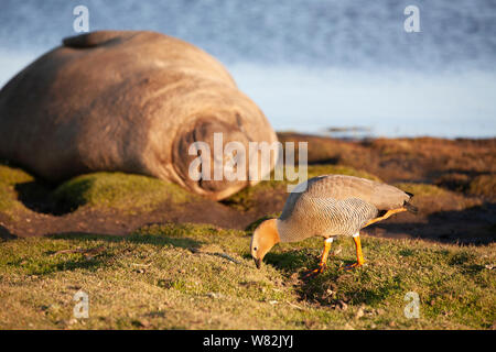 Éléphant de sieste sur l'herbe au coucher du soleil avec une rare ouette à tête rousse au premier plan - sur l'île de sea lion, îles Falkland Banque D'Images