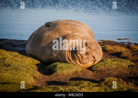 Éléphant de sieste sur l'herbe au coucher du soleil sur l'île de sea lion, îles Falkland Banque D'Images