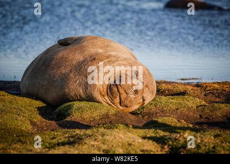 Éléphant de sieste sur l'herbe au coucher du soleil sur l'île de sea lion, îles Falkland Banque D'Images