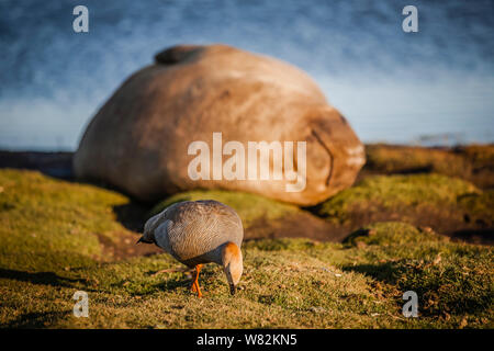 Éléphant de sieste sur l'herbe au coucher du soleil avec une rare ouette à tête rousse au premier plan - sur l'île de sea lion, îles Falkland Banque D'Images