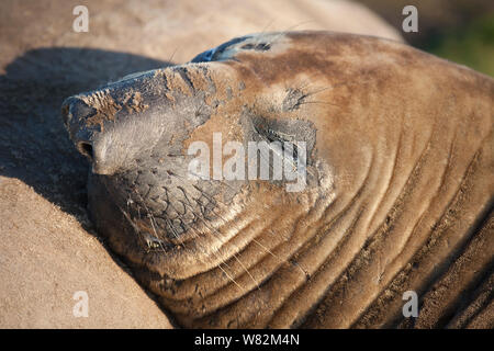 Éléphant de sieste sur l'herbe au coucher du soleil sur l'île de sea lion, îles Falkland Banque D'Images