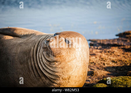 Éléphant de sieste sur l'herbe au coucher du soleil sur l'île de sea lion, îles Falkland Banque D'Images