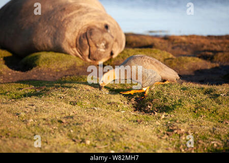 Éléphant de sieste sur l'herbe au coucher du soleil avec une rare ouette à tête rousse au premier plan - sur l'île de sea lion, îles Falkland Banque D'Images