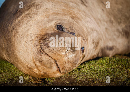 Éléphant de sieste sur l'herbe au coucher du soleil sur l'île de sea lion, îles Falkland Banque D'Images