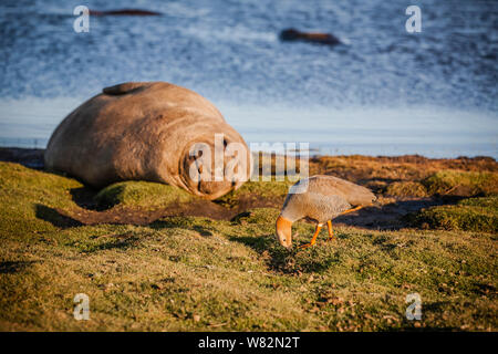 Éléphant de sieste sur l'herbe au coucher du soleil avec une rare ouette à tête rousse au premier plan - sur l'île de sea lion, îles Falkland Banque D'Images