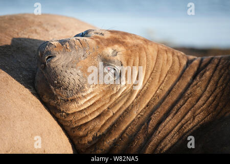 Éléphant de sieste sur l'herbe au coucher du soleil sur l'île de sea lion, îles Falkland Banque D'Images