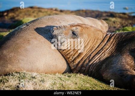 Éléphant de sieste sur l'herbe au coucher du soleil sur l'île de sea lion, îles Falkland Banque D'Images