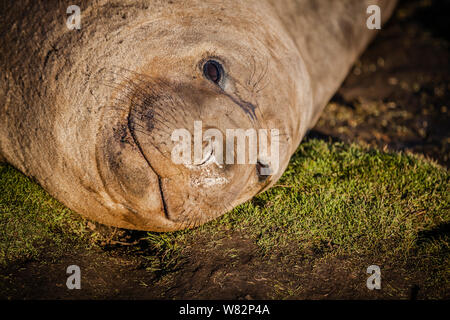 Éléphant de sieste sur l'herbe au coucher du soleil sur l'île de sea lion, îles Falkland Banque D'Images