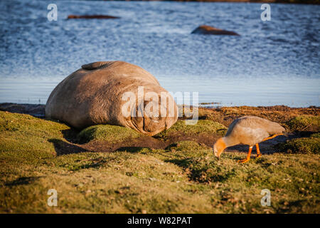 Éléphant de sieste sur l'herbe au coucher du soleil avec une rare ouette à tête rousse au premier plan - sur l'île de sea lion, îles Falkland Banque D'Images