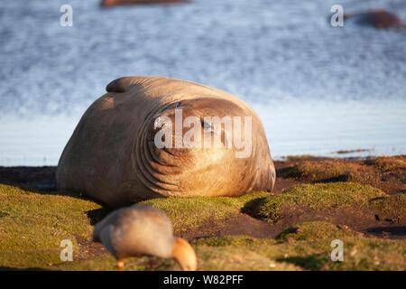 Éléphant de sieste sur l'herbe au coucher du soleil avec une rare ouette à tête rousse au premier plan - sur l'île de sea lion, îles Falkland Banque D'Images