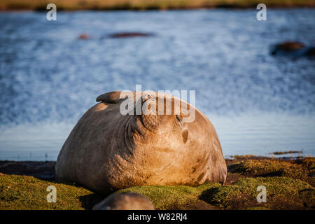 Éléphant de sieste sur l'herbe au coucher du soleil sur l'île de sea lion, îles Falkland Banque D'Images