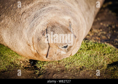 Éléphant de sieste sur l'herbe au coucher du soleil sur l'île de sea lion, îles Falkland Banque D'Images