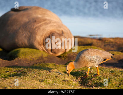 Éléphant de sieste sur l'herbe au coucher du soleil avec une rare ouette à tête rousse au premier plan - sur l'île de sea lion, îles Falkland Banque D'Images