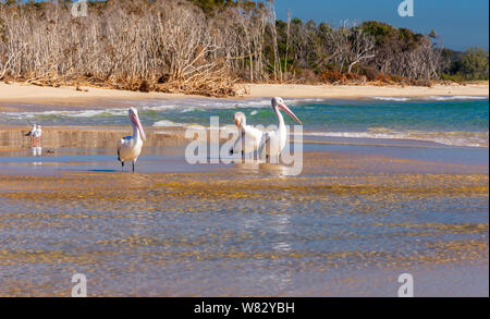 Les pélicans et les mouettes sur la plage sur une belle journée ensoleillée Banque D'Images