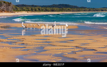 Les pélicans et les mouettes sur la plage sur une belle journée ensoleillée Banque D'Images